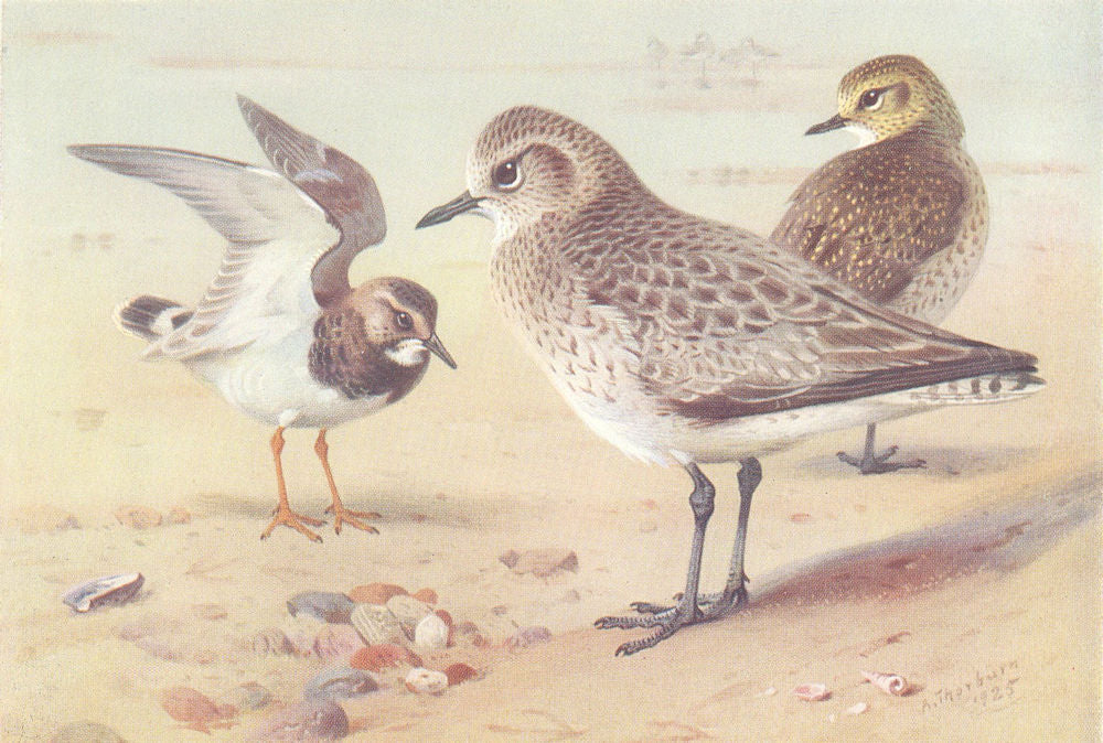 BRITISH BIRDS. Turnstone (winter) ; Grey Plover; Golden. THORBURN 1926 print
